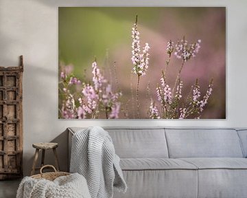 Bloeiende paarse heide bloemen op de veluwe. van Karijn | Fine art Natuur en Reis Fotografie