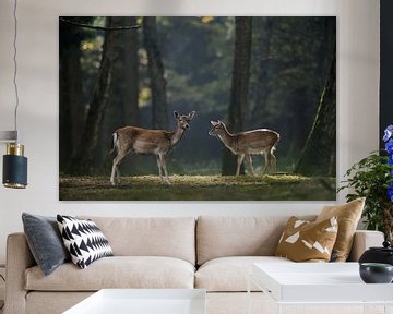 Fallow Deer ( Dama dama ), two females, hinds, on a clearing, in spotlight, autumnal coloured woods, by wunderbare Erde