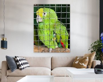Parrot by tania mol