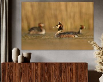 Grand grèbe huppé ( Podiceps cristatus ), petit groupe nageant dans la lumière dorée du soir devant  sur wunderbare Erde