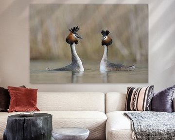 Great Crested Grebes ( Podiceps cristatus ) in courtship mood, wildlife, Europe. by wunderbare Erde