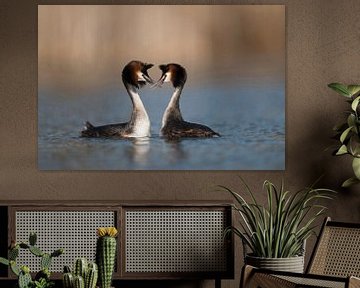 Grey Crested Grebes (Podiceps cristatus) in baltsstemming, paring, vol genade, liefde tederheid, har van wunderbare Erde