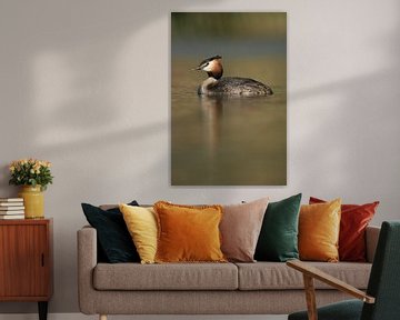 Grèbe huppé ( Podiceps cristatus ) nage en eau calme, surface métallique brillante, faune, Europe. sur wunderbare Erde