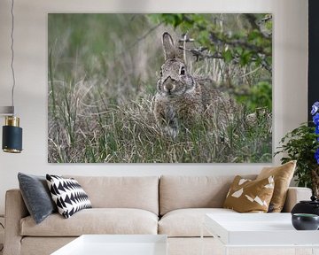 Konijn, wild konijn ( Oryctolagus cuniculus ), verstopt in het gras onder een struik, wild, Europa.