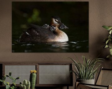 Fuut (Podiceps cristatus) draagt drie jonge vogels, kuikens, nakomelingen op de rug, wilde dieren, E van wunderbare Erde