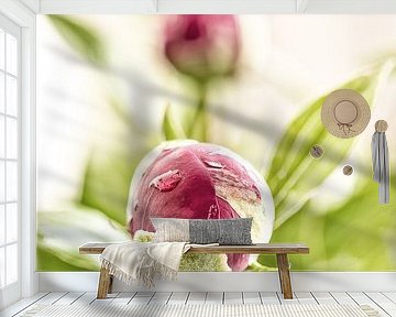 Peonies by Tonia Beumer