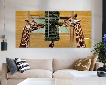 Girafes sur Fred Bogers