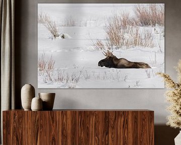 Eland ( Alces alces ), jonge stier eland in de winter, rustend in natuurlijke omgeving in de sneeuw, van wunderbare Erde