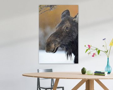 Eland ( Alces alces ), hoofdportret van een elandkoe in de winter bij regenachtig weer, wild, Yellow