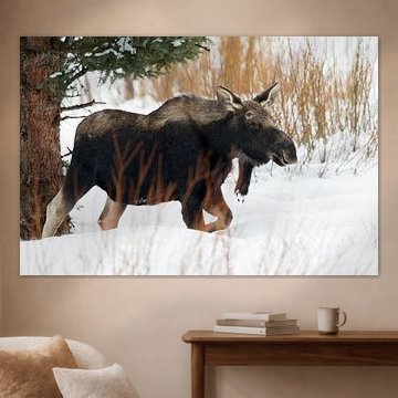 Elch ( Alces alces ), junger Elchbulle im Winter mit frisch abgeworfenen Geweihstangen läuft durch h