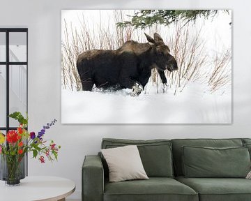 Eland ( Alces alces ) in de winter, jonge stier elanden door hoge sneeuw, Yellowstone NP, USA. van wunderbare Erde