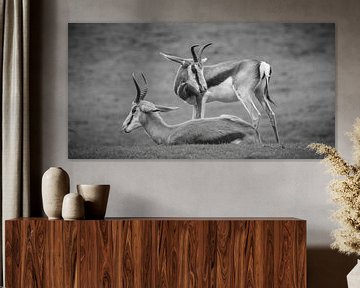 Antilopen by Sander Meertins