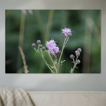 bloemetje in het veld