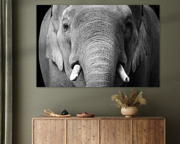 Oude olifant van KC Photography