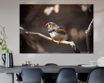 Zebra Finch by Tierfotografie.Harz