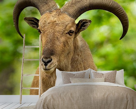 Aperçu de la chambre