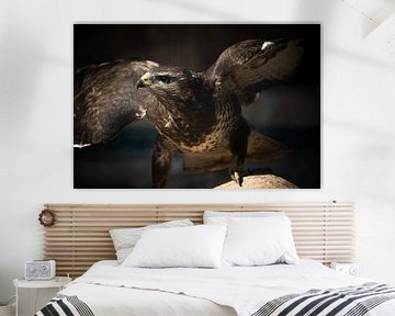 Buizerd