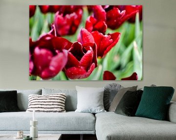 een zee van rode tulpen van Nadine Rall