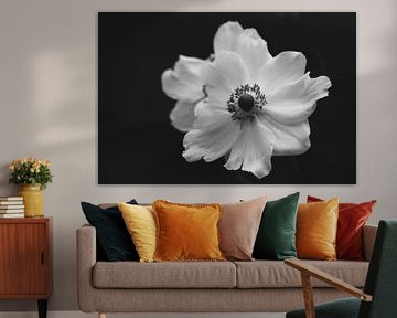 white anemone by Tania Perneel