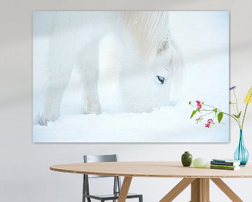 IJslands paard in de sneeuw