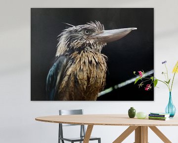 Beautiful bird Kookaburra by Chloë Luyckx