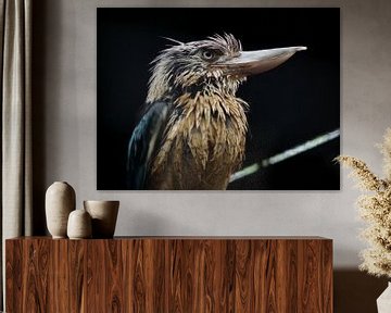 Schöner Vogel Kookaburra von Chloë Luyckx
