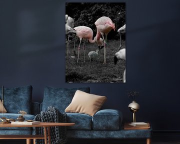 Zorgende flamingo's van Chloë Luyckx