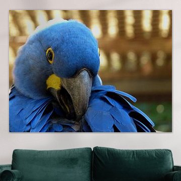 Blue macaw by Chloë Luyckx