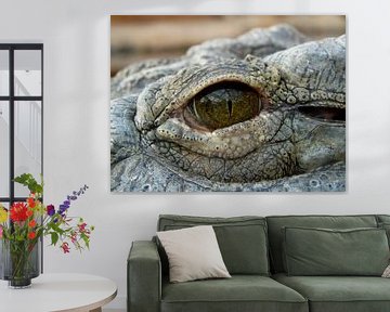 Door het oog van Alligator van Chloë Luyckx