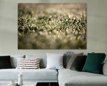 Dauw op het gras op een vroege september ochtend met een mooie bokeh van KB Design & Photography (Karen Brouwer)