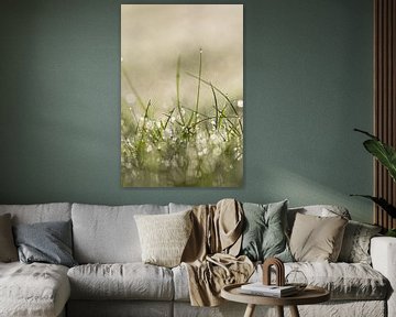 La rosée sur les brins d'herbe le matin, donne un petit effet de brouillard sur KB Design & Photography (Karen Brouwer)