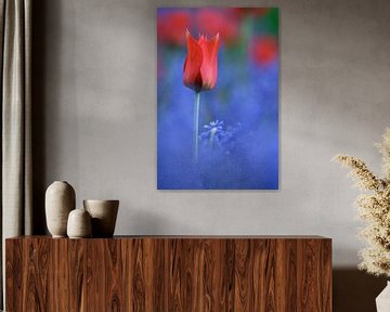 Étude sur les tulipes rouges et bleues sur Istvan Nagy