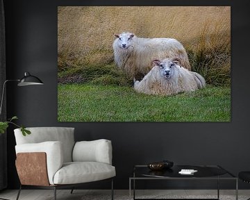 IJslandse schapen. van Yvonne Stroomberg