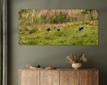 Running spotted lambs in the meadow by Percy's fotografie