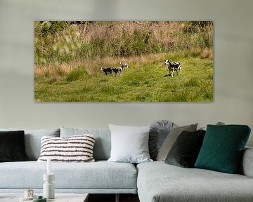 Spotted lambs in the meadow by Percy's fotografie
