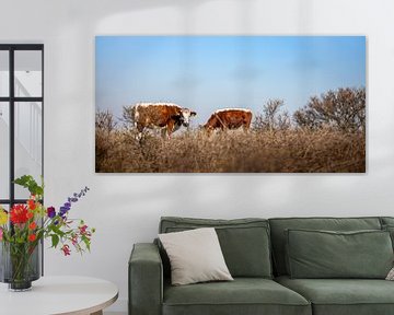Bruine koeien grazend in de Manteling van Percy's fotografie
