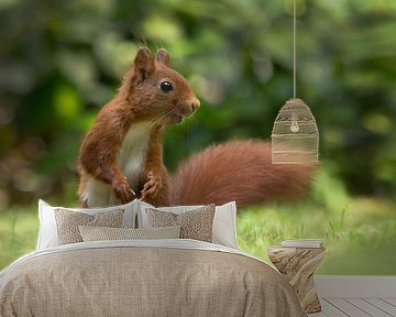 Red Squirrel by Menno Schaefer
