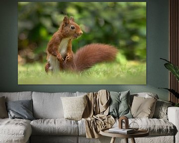 Red Squirrel by Menno Schaefer