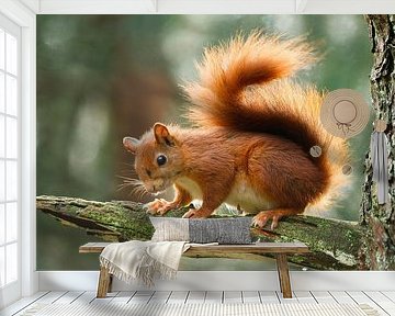 Red Squirrel by Menno Schaefer