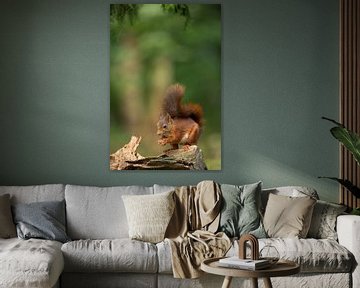 Red Squirrel sur Menno Schaefer