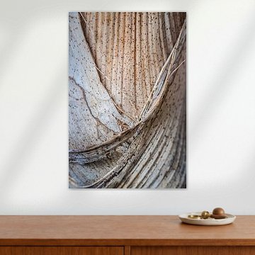 Palm plant structure up close