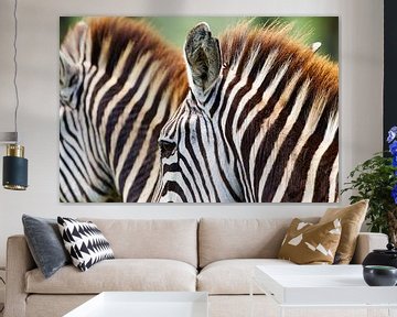 LPH 70522892 Twee zebra's van BeeldigBeeld Food & Lifestyle
