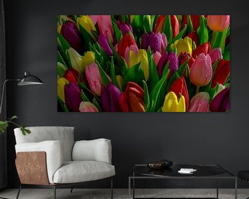 Beeldvullend tulpen meer kleuren