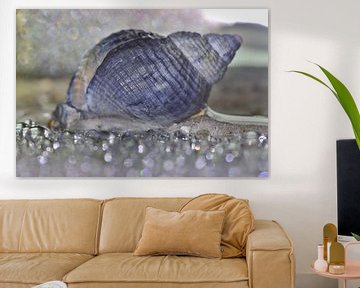 Whelk water reflection by Monique Visser