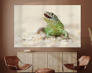 Sand lizard by Rick Willemsen