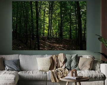 Forest with light