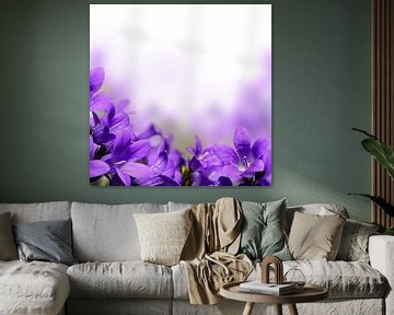 Fleurs de campanule violettes sur Diana van Tankeren