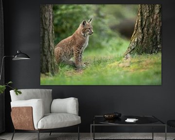 Lynx / Euraziatische lynx (Lynx lynx), jong dier op een open plek in het bos, ziet er geconcentreerd van wunderbare Erde