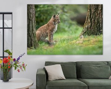 Lynx , Eurasian Lynx ( Lynx lynx ), young cub on a clearing, watching concentrated,  Europe. by wunderbare Erde