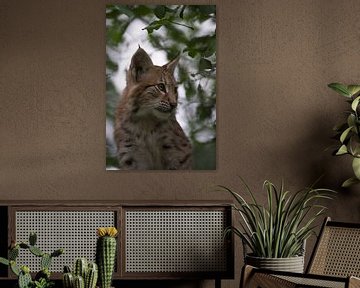 Luchs / Eurasischer Luchs ( Lynx lynx ) , Porträt eines Jungtieres versteckt im Buschwerk, Europa. von wunderbare Erde